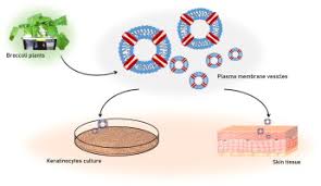 Vesicles are neither animal nor plant cells, but organelles that can be found in both plant and animal cells. Plant Plasma Membrane Vesicles Interaction With Keratinocytes Reveals Their Potential As Carriers Sciencedirect