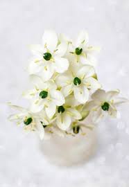 A bountiful and lush bouquet can complete your wedding looks. 1 180 Flower Ornithogalum Photos Free Royalty Free Stock Photos From Dreamstime