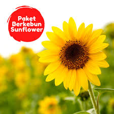Peluang bisnis menanam bunga matahari. Potme Farm Paket Berkebun Bunga Matahari Shopee Indonesia
