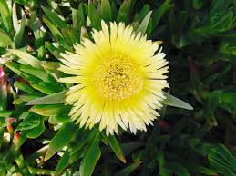 Image result for Carpobrotus
