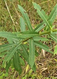 Image result for Vernonia glabra
