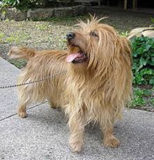 Most bathroom canisters are also airtight so as to ensure that the materials inside remain fresh. Gopets Com