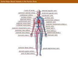 There are three major types of blood vessels: 2 1 Label Major Blood Vessels And Distinguish Between Systematic And Pulmonary Circulation Flashcards Quizlet