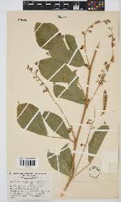 Image result for Neorautanenia mitis