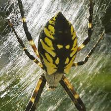 Yellow black and white spider. Remember Jor Estampes