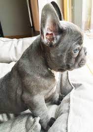 French bulldog puppies isabella cariers. Jacques Blue French Bulldog Blue Eyes 8 Weeks Bulldog Puppies French Bulldog Puppies French Bulldog Blue