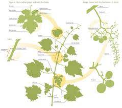 Important Structures Features Of Grapevines Lodi Growers