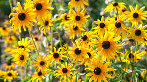 Published by flowersimg on march 13, 2019. 12 Best Perennials For Full Sun