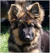 White Long Haired German Shepherd Puppies