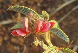 Image result for Helinus spartioides