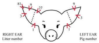 In 2014, he became a billionaire when microsoft purchased minecraft for $2.5 billion. Proper Way To Ear Notch Pigs