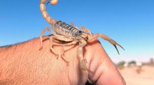 Akrep Sokmasi Belirtiler Ve Tedavi Yollari Akrep Sokunca Ne Yapilmali Saglik Son Dakika Haberler