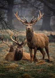 Imagination Will Take You Everywhere Deer Rare Animals Albino Animals