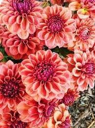 How About This Persimmon Hue As An Accent Color Pairs Well With Gold Dahlias Grown By Love N Fresh Flowers August Flowers Amazing Flowers Beautiful Flowers