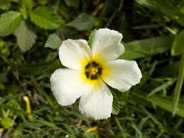 Image result for Turneraceae