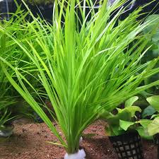 Image result for Cyperus spiralis