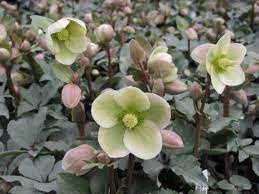 May 25, 2021 · the hellebore flower, also known as a winter rose is a cool climate perennial that will enliven any garden with it's bright colour. Helleborus Ivory Prince Christmas Rose