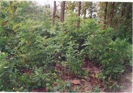 Image result for Lecaniodiscus