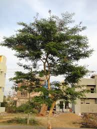 Image result for Acacia polyacantha