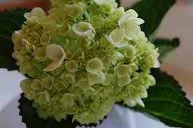 How To Revive Wilted Flowers Wilted Flowers Hydrangea Not Blooming Hydrangea