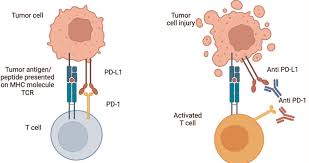 Image result for Immune Checkpoint Inhibitor