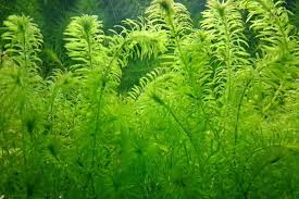 Image result for Agrocharis