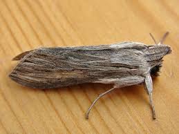 Image result for Cucullia umbratica