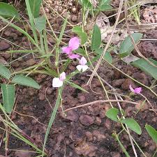 Image result for Galactia striata