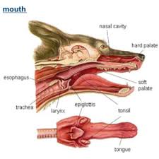 Mouth Dog Dog Anatomy Animal Medicine Vet Medicine