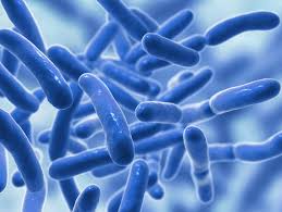 Probiotics and Immune System | Enterogermina® UAE