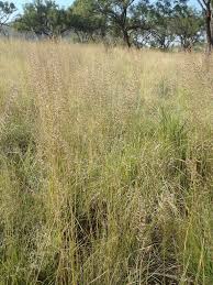 Image result for Pogonarthria