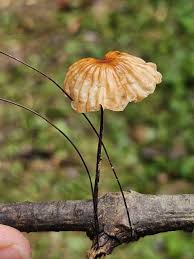 Image result for Marasmius siccus