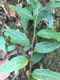 Image result for Embelia ruminata