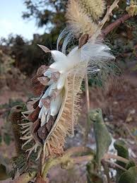 Image result for Pergularia daemia