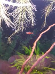 Help Chili Rasbora White Fluff On Them | Freshwater Fish Disease and Health  Forum