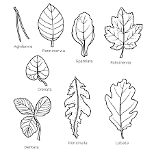 Risultati Immagini Per Immagini Foglia Stilizzati Free Foglie Ritagli Immagini