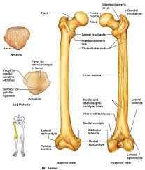 Femur Anatomy Anatomy Picture Reference And Health News Femur Bone Anatomy Anatomy And Physiology