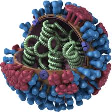 Image result for Virus