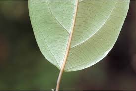 Image result for Strombosia