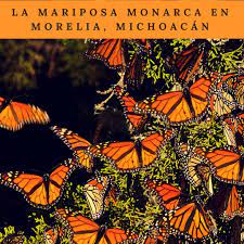 La Mariposa Monarca El Team De Alan Por El Mundo Nos Comparte Su Experiencia El Blog De Viajes De Bestday Monarch Butterfly California Attractions Wildlife Foundation