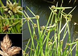 Image result for Schoenoplectiella mucronata