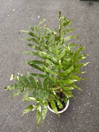 Image result for Drynaria