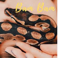 King snakes make very good pets because they are very easy to care for and come in a variety of different colors and patterns. 250 Funny Cool Cute And Badass Pet Snake Names Pethelpful By Fellow Animal Lovers And Experts