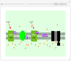 Light dependent reactions use light energy and so are not affected by changes in temperature. Light Dependent Reactions In Photosynthesis Wolfram Demonstrations Project