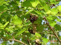 Image result for Crossopteryx