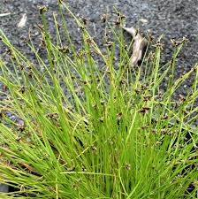 Image result for Isolepis costata