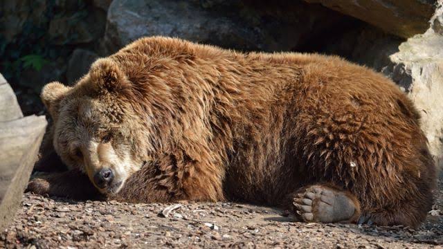 California: Family discovers five bears hibernating in the crawlspace under home
