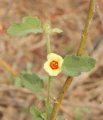 Image result for Hibiscus panduriformis