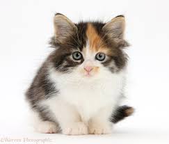 Our current cat, gypsy, is a tortoiseshell. Calico Maine Coon Cross Kitten 7 Weeks Old Photo Wp21438