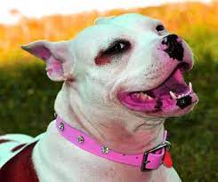 pin by halim hakim on 1524 animals dogs pitbulls